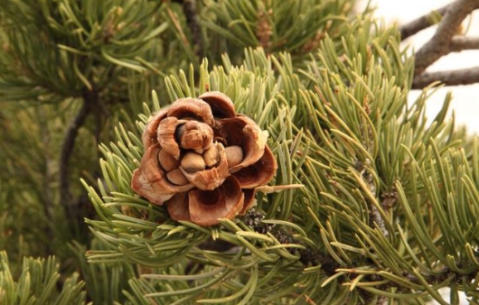 Pine nuts in the cone on a tree